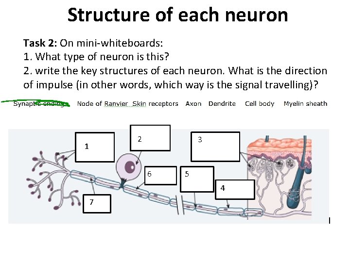 Structure of each neuron Task 2: On mini-whiteboards: 1. What type of neuron is