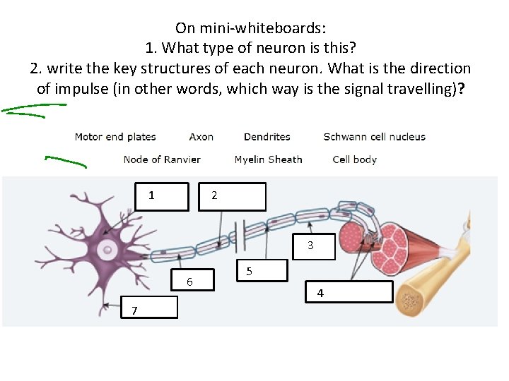 On mini-whiteboards: 1. What type of neuron is this? 2. write the key structures