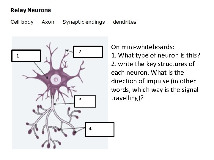 1 On mini-whiteboards: 1. What type of neuron is this? 2. write the key