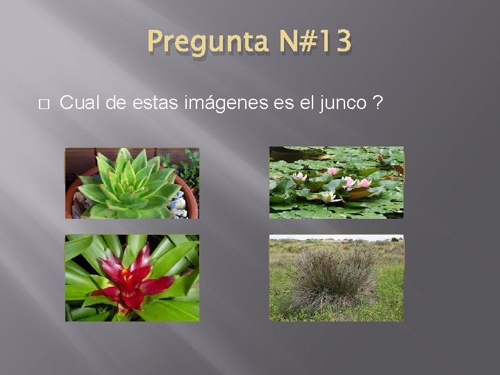 Pregunta N#13 � Cual de estas imágenes es el junco ? 