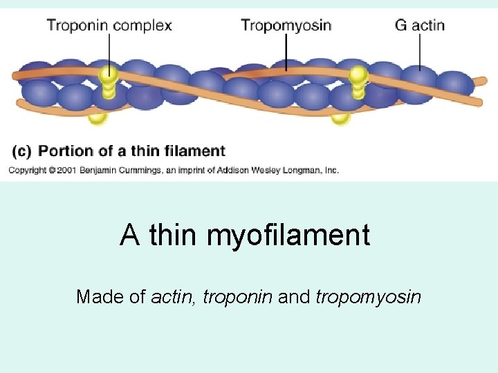 A thin myofilament Made of actin, troponin and tropomyosin 