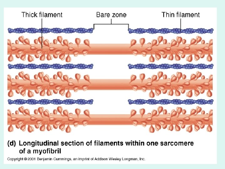 Arrangement of myofilaments 