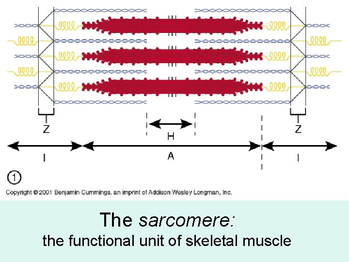 The sarcomere: the functional unit of skeletal muscle 