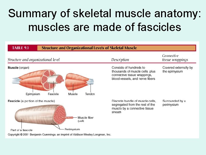 Summary of skeletal muscle anatomy: muscles are made of fascicles 