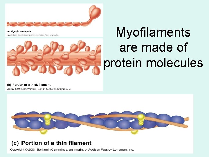 Myofilaments are made of protein molecules 
