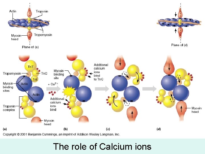 The role of Calcium ions 