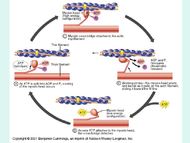 Muscle contraction 