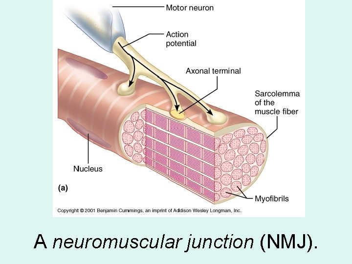A neuromuscular junction (NMJ). 
