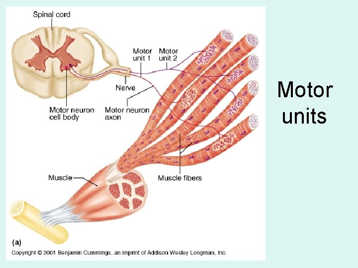 Motor units 