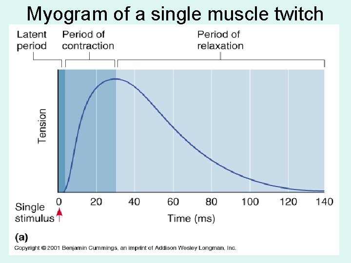 Myogram of a single muscle twitch 