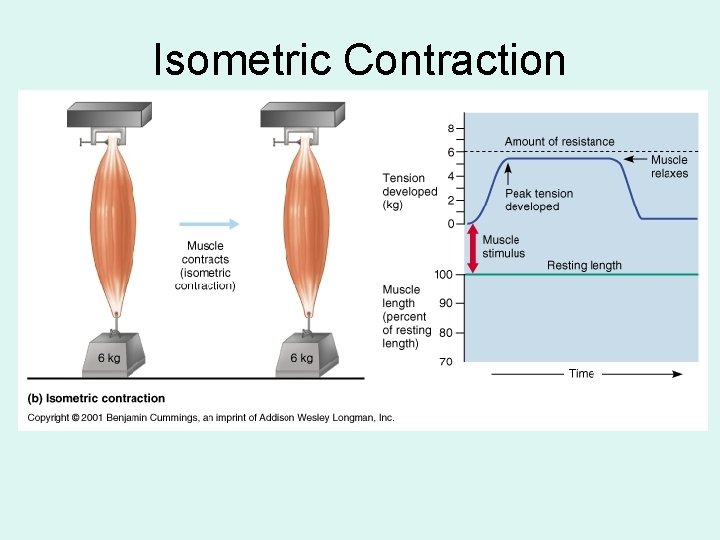 Isometric Contraction 