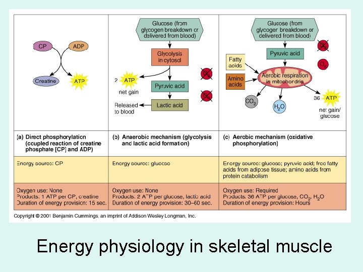 Energy physiology in skeletal muscle 