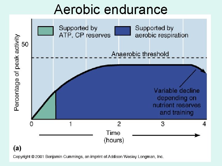 Aerobic endurance 