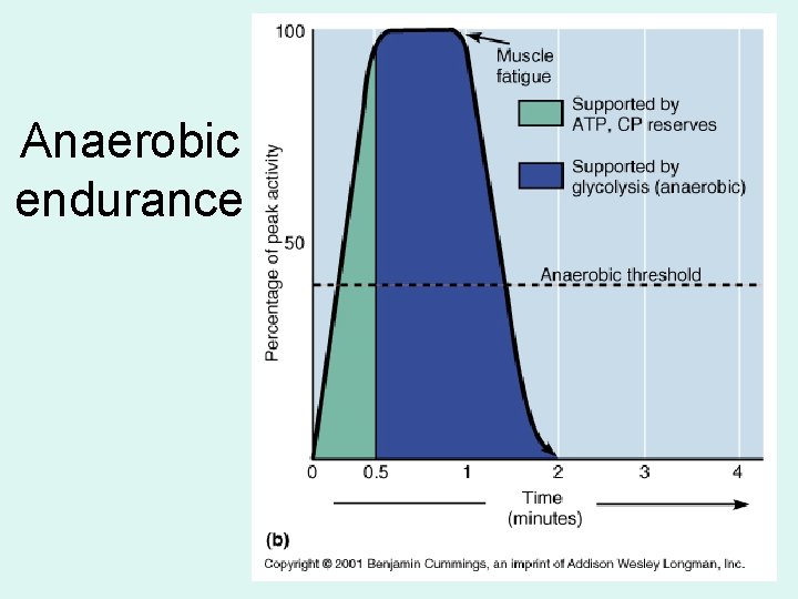 Anaerobic endurance 