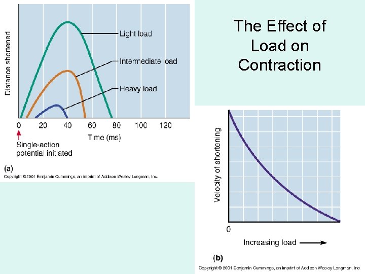 The Effect of Load on Contraction 
