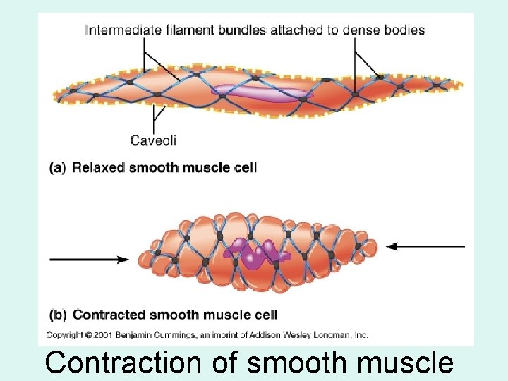 Contraction of smooth muscle 