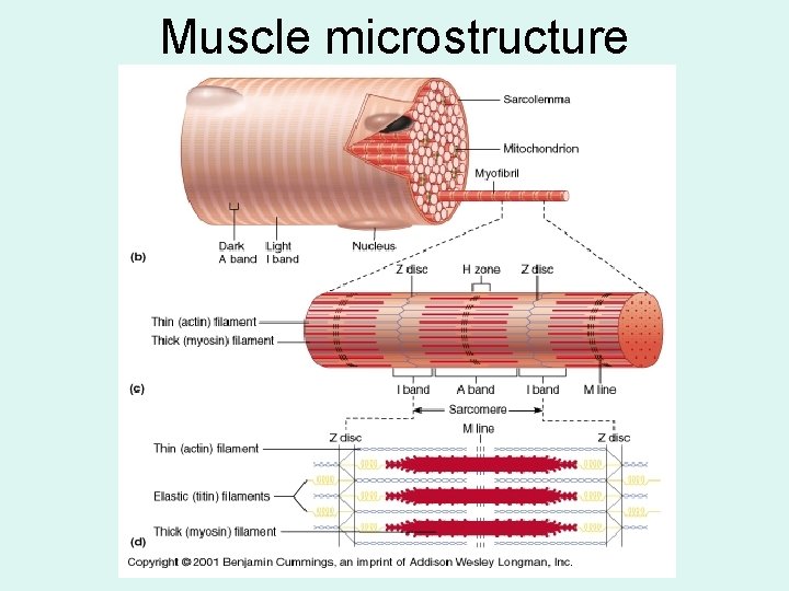 Muscle microstructure 