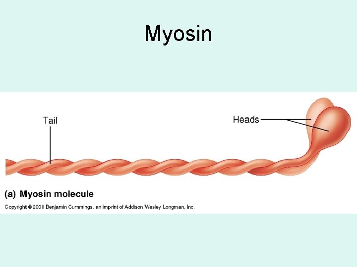 Myosin 