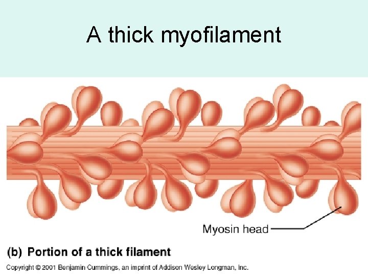 A thick myofilament 
