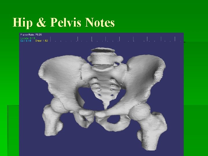 Hip & Pelvis Notes 