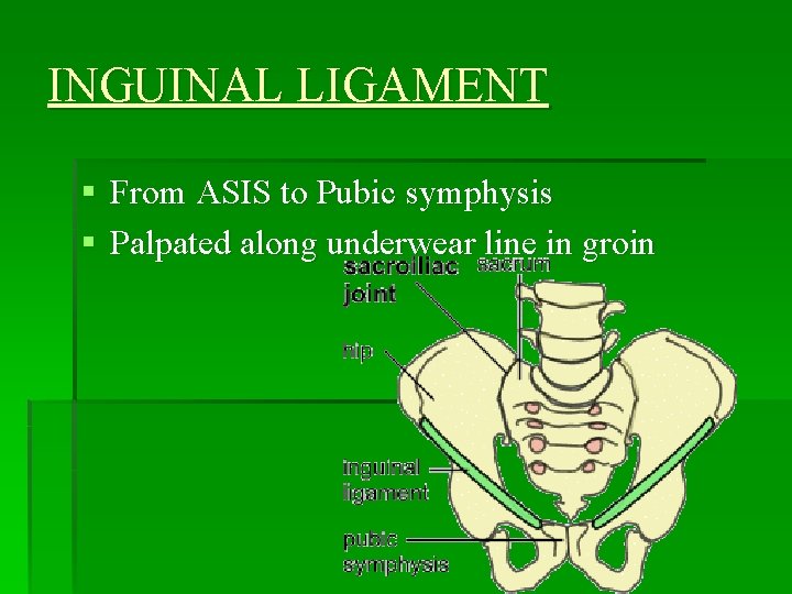 INGUINAL LIGAMENT § From ASIS to Pubic symphysis § Palpated along underwear line in