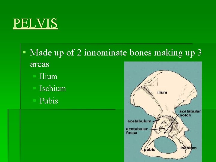 PELVIS § Made up of 2 innominate bones making up 3 areas § Ilium