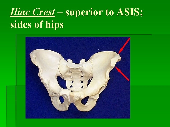 Iliac Crest – superior to ASIS; sides of hips 