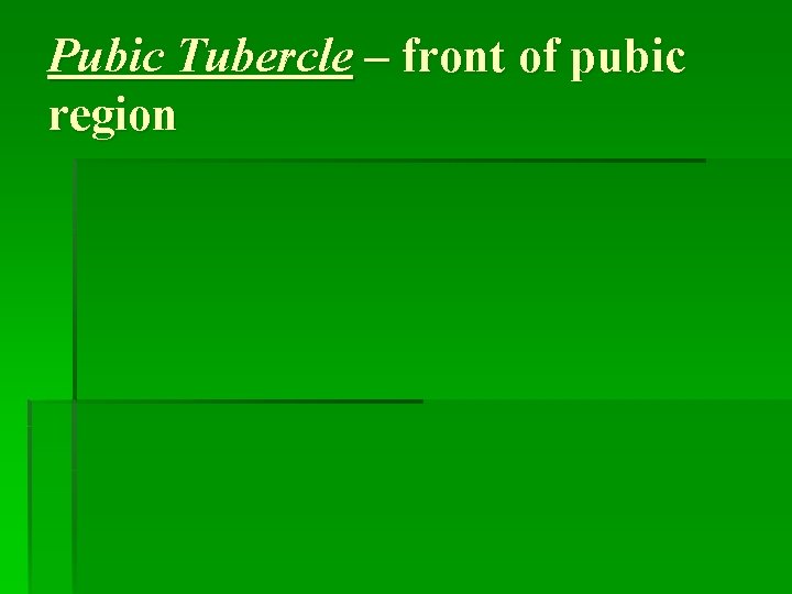 Pubic Tubercle – front of pubic region 