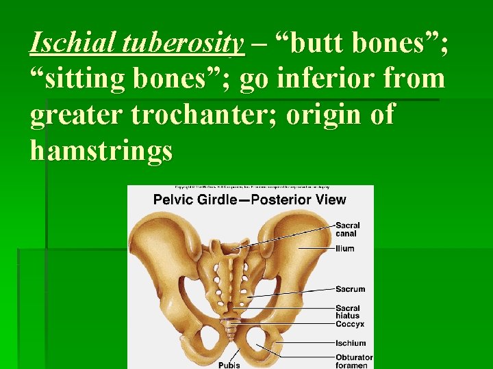 Ischial tuberosity – “butt bones”; “sitting bones”; go inferior from greater trochanter; origin of