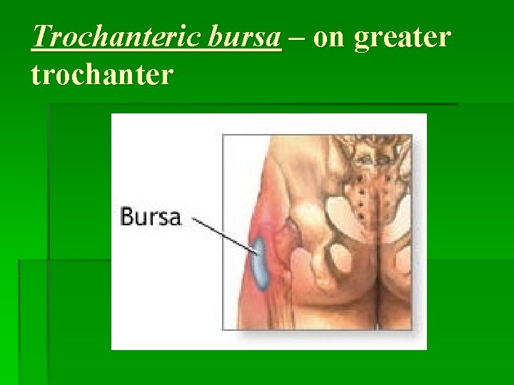 Trochanteric bursa – on greater trochanter 