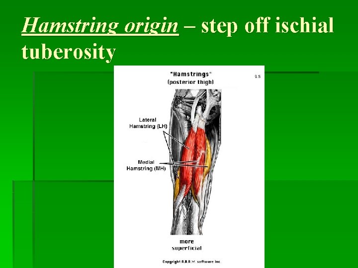 Hamstring origin – step off ischial tuberosity 