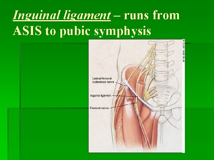 Inguinal ligament – runs from ASIS to pubic symphysis 