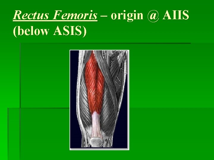 Rectus Femoris – origin @ AIIS (below ASIS) 