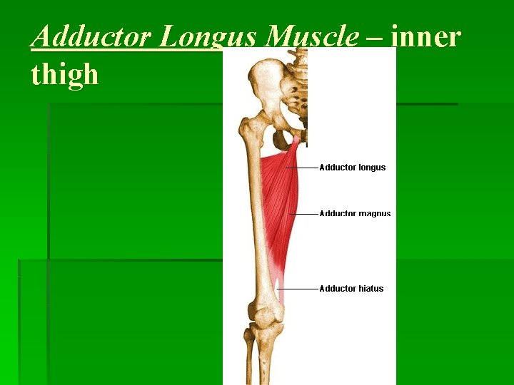 Adductor Longus Muscle – inner thigh 