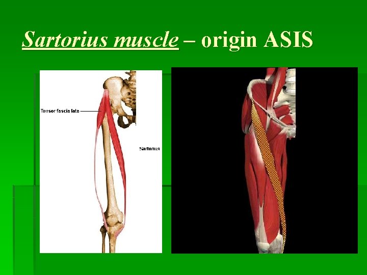 Sartorius muscle – origin ASIS 