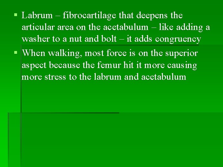 § Labrum – fibrocartilage that deepens the articular area on the acetabulum – like