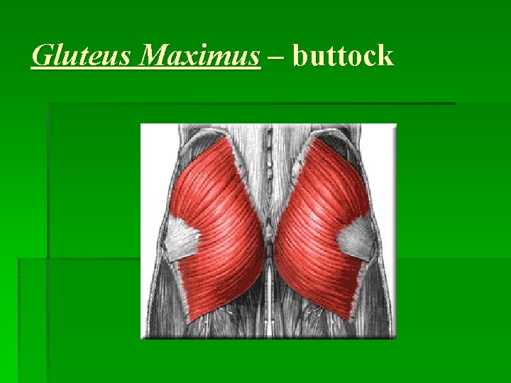 Gluteus Maximus – buttock 