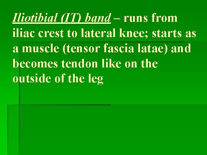 Iliotibial (IT) band – runs from iliac crest to lateral knee; starts as a