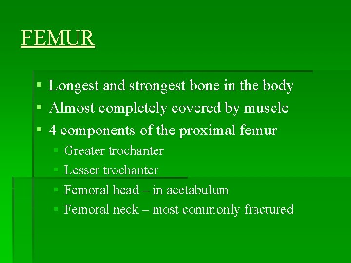 FEMUR § Longest and strongest bone in the body § Almost completely covered by