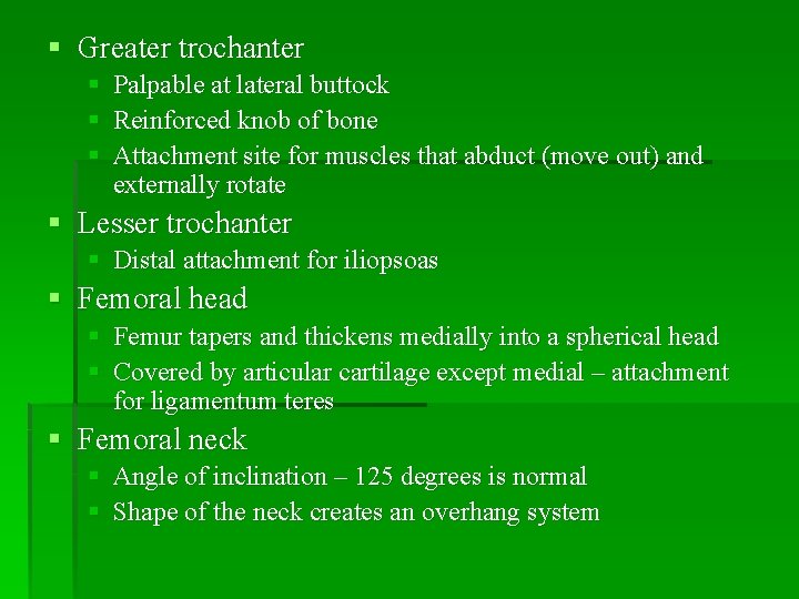 § Greater trochanter § § § Palpable at lateral buttock Reinforced knob of bone