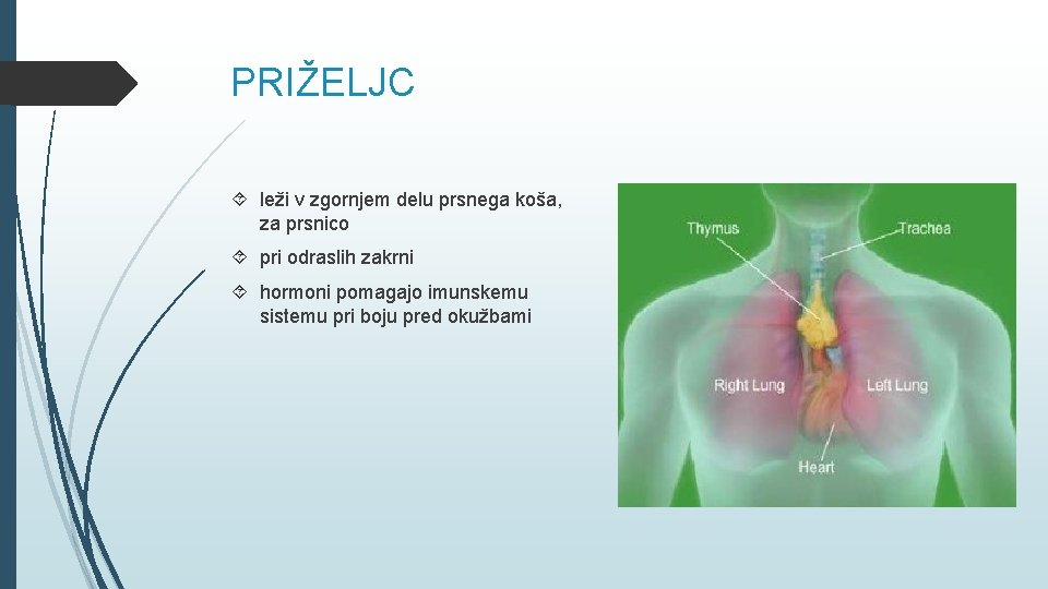 PRIŽELJC leži v zgornjem delu prsnega koša, za prsnico pri odraslih zakrni hormoni pomagajo