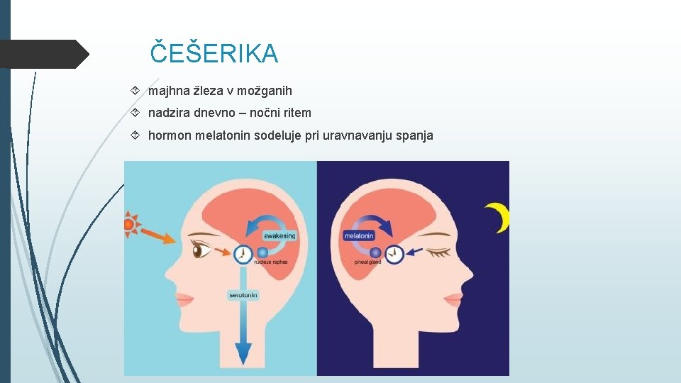 ČEŠERIKA majhna žleza v možganih nadzira dnevno – nočni ritem hormon melatonin sodeluje pri