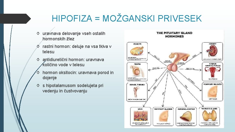 HIPOFIZA = MOŽGANSKI PRIVESEK uravnava delovanje vseh ostalih hormonskih žlez rastni hormon: deluje na