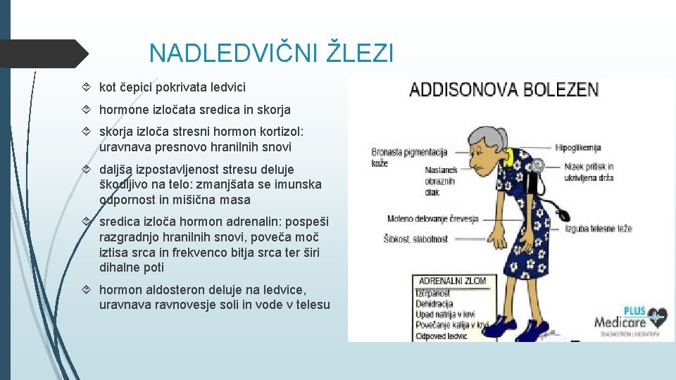 NADLEDVIČNI ŽLEZI kot čepici pokrivata ledvici hormone izločata sredica in skorja izloča stresni hormon