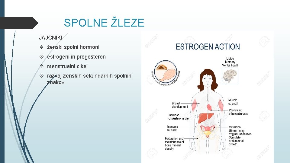 SPOLNE ŽLEZE JAJČNIKI ženski spolni hormoni estrogeni in progesteron menstrualni cikel razvoj ženskih sekundarnih