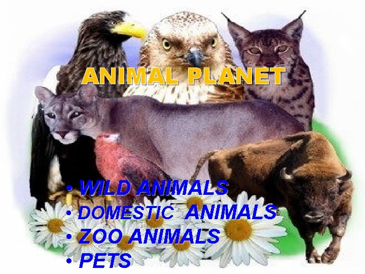 ANIMAL PLANET • WILD ANIMALS • DOMESTIC ANIMALS • ZOO ANIMALS • PETS 