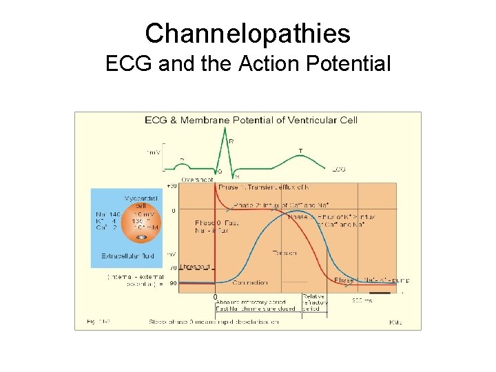 Channelopathies ECG and the Action Potential 