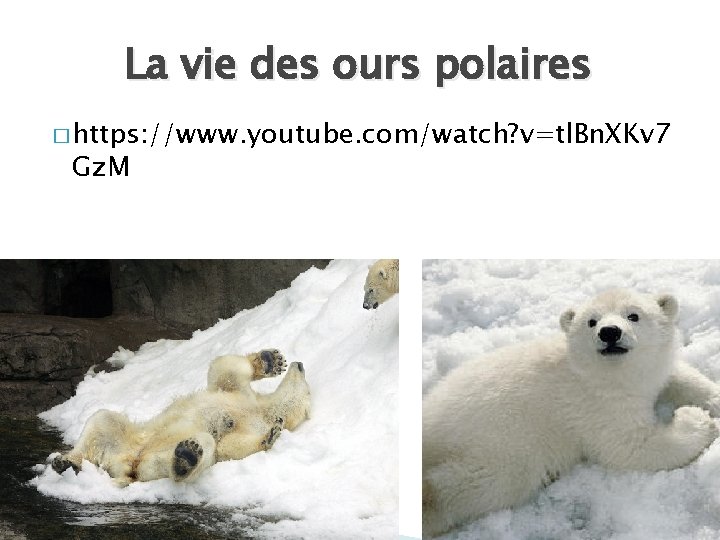 La vie des ours polaires � https: //www. youtube. com/watch? v=tl. Bn. XKv 7