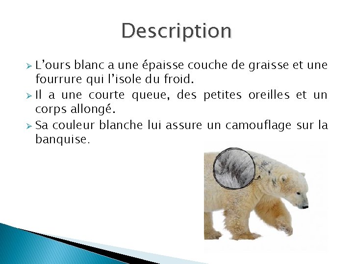 Description L’ours blanc a une épaisse couche de graisse et une fourrure qui l’isole