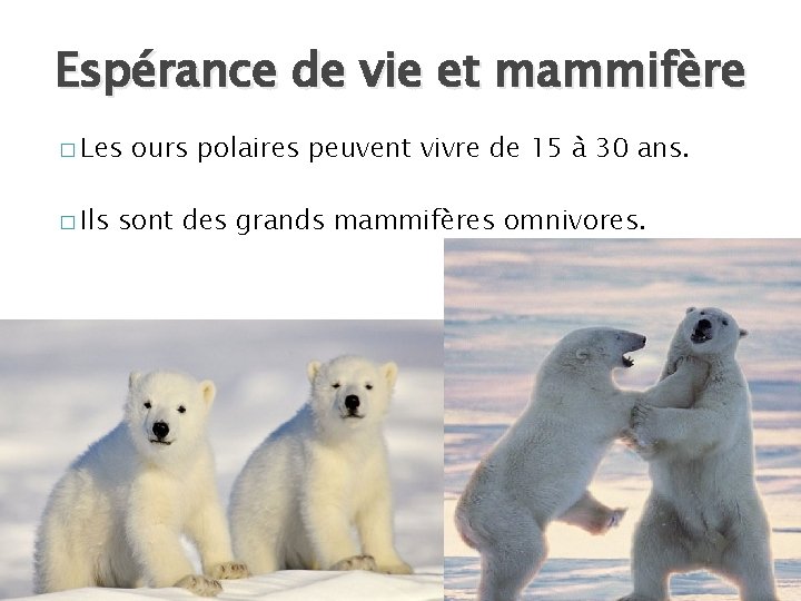 Espérance de vie et mammifère � Les � Ils ours polaires peuvent vivre de